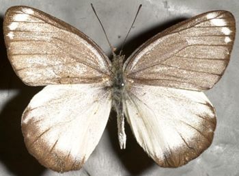 Media type: image;   Entomology 16620 Aspect: habitus dorsal view